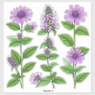 Purple Echinacea Flowers With Green Leaves