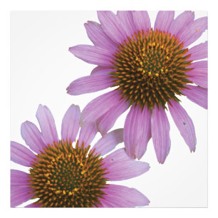 Purple Echinacea Photo Print