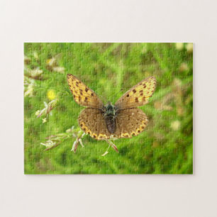 Purple Edged Copper Butterfly Photo Puzzle