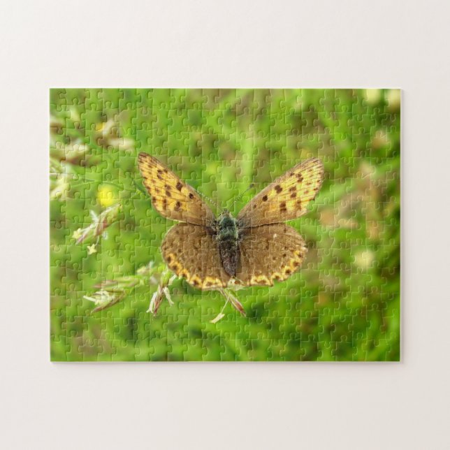 Purple Edged Copper Butterfly Photo Puzzle (Horizontal)