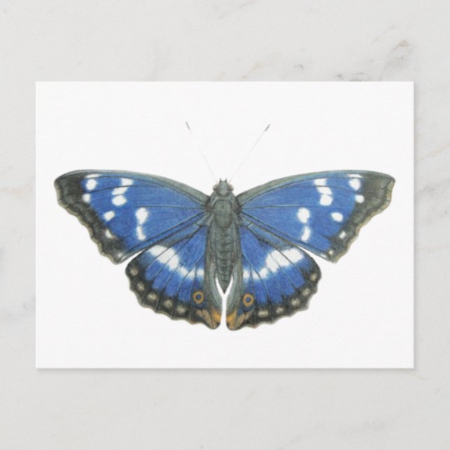 Purple Emperor 2012 Postcard (Front)