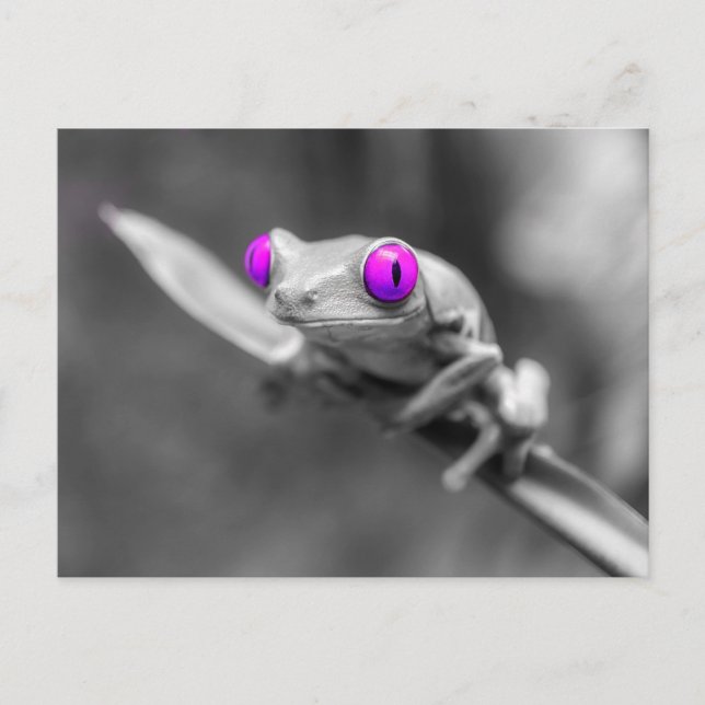 Purple-eyed frog postcard (Front)