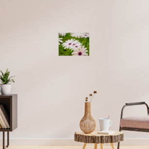 Purple-Eyed White Cape Daisy Trio Poster