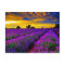 Purple Fields