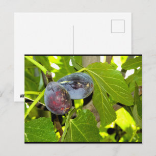 Purple Figs in Tree Postcard