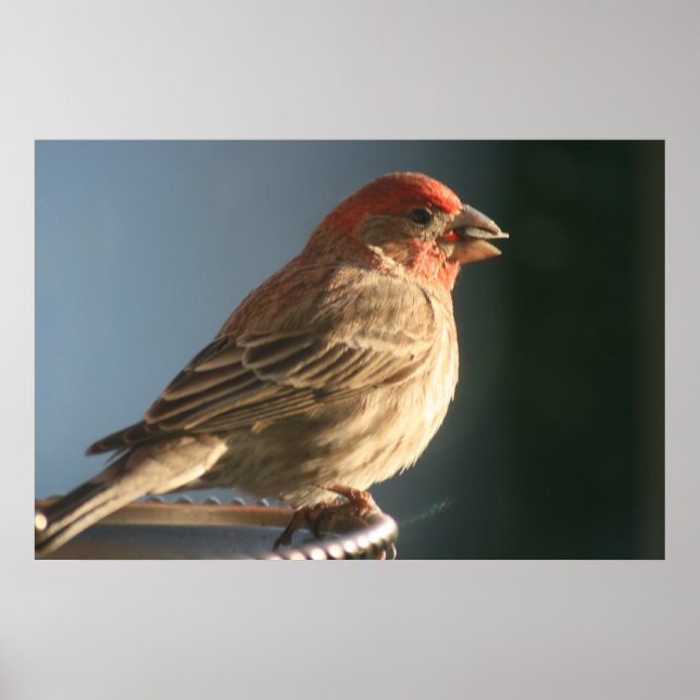 Purple Finch Bird Photo Print (Front)
