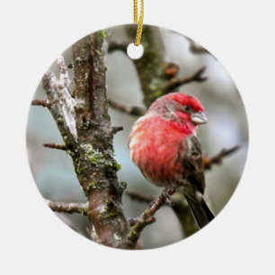 Purple Finch Ceramic Tree Decoration