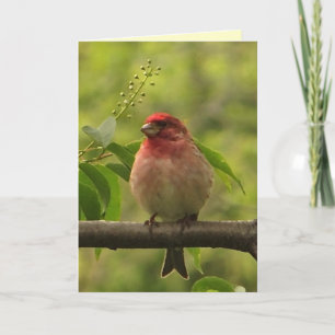Purple Finch Fathers Day Card