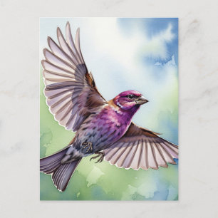Purple Finch in flight Postcard