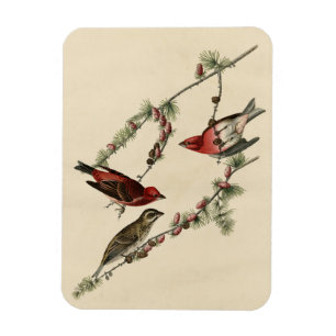Purple Finch - John J. Audubon's Birds of America Magnet