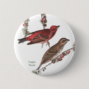 Purple Finch, John James Audubon, Birdwatcher Bird 6 Cm Round Badge