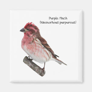 Purple Finch Magnet