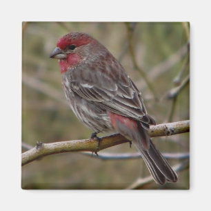 purple finch magnet
