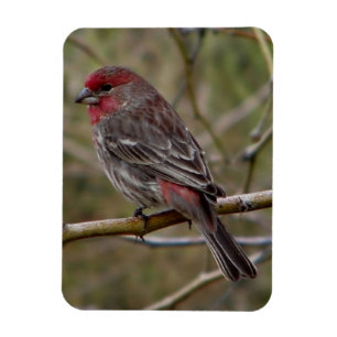 Purple Finch Magnet