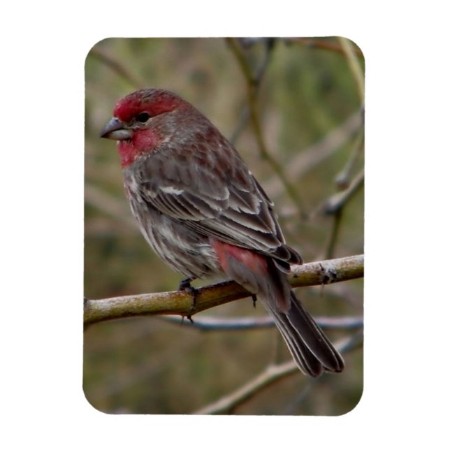 Purple Finch Magnet (Vertical)