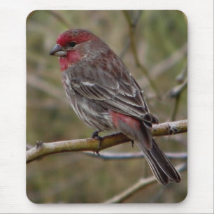 Purple finch magnet mouse pad