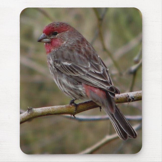 Purple finch magnet mouse pad (Front)