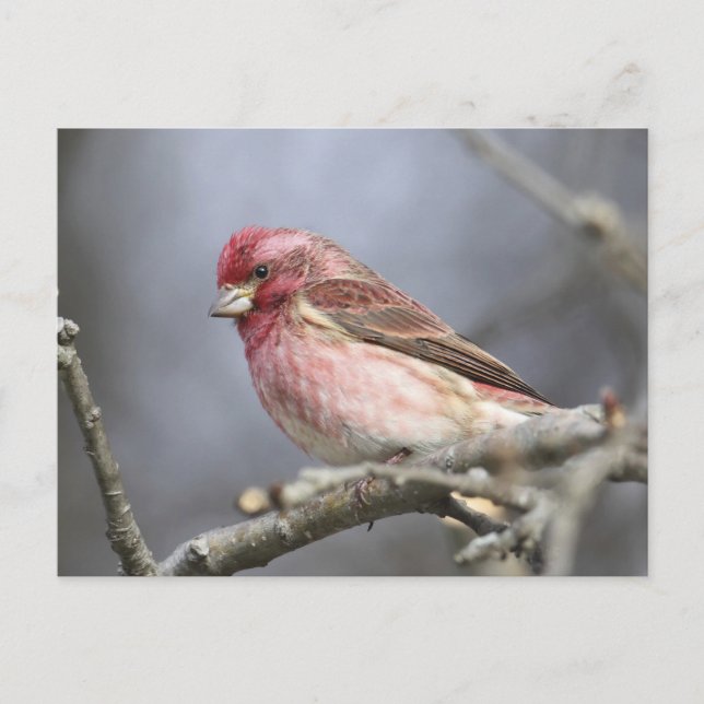 Purple Finch Postcard (Front)