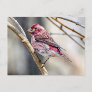 Purple Finch Postcard