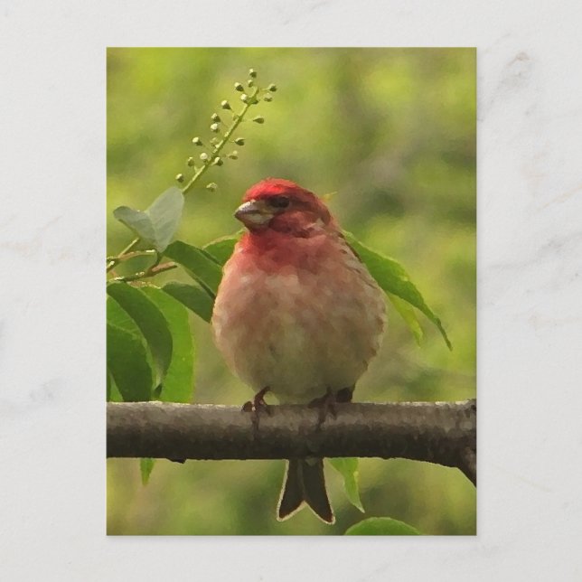 Purple Finch Postcard (Front)