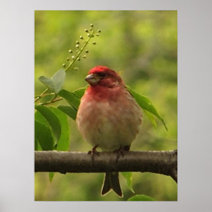 Purple Finch Poster