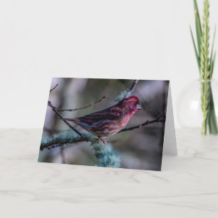 Purple Finch Thank You Card