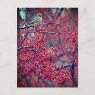 Purple Finches Postcard