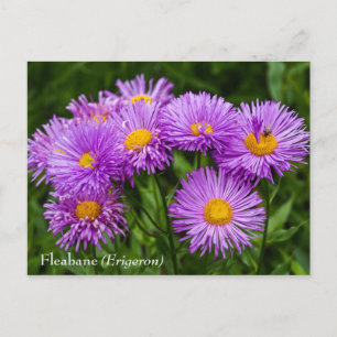 Purple Fleabane (Erigeron) Flowers Postcard