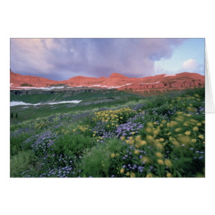 Purple Fleabane (erigeron peregrinus) and Yellow
