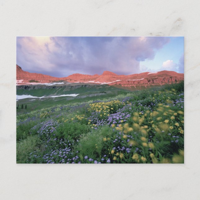 Purple Fleabane (erigeron peregrinus) and Yellow Postcard (Front)