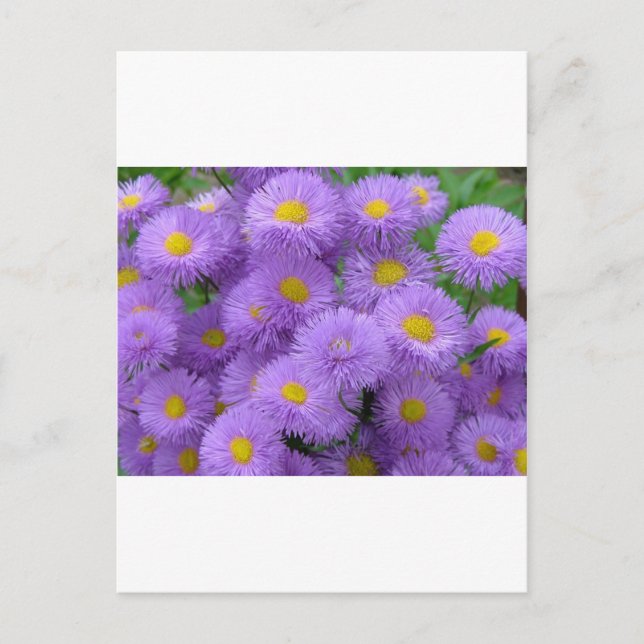 Purple Floral Postcard (Front)