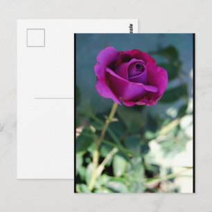 Purple Floral Rose Postcard