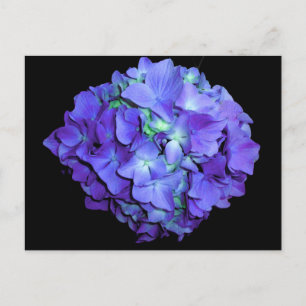 Purple floral teal floral hydrangea postcard