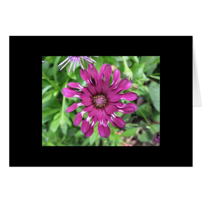 Purple Flower (Front Horizontal)
