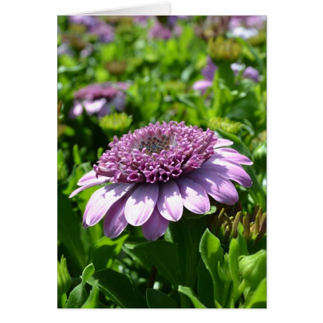 Purple Flower (Front)