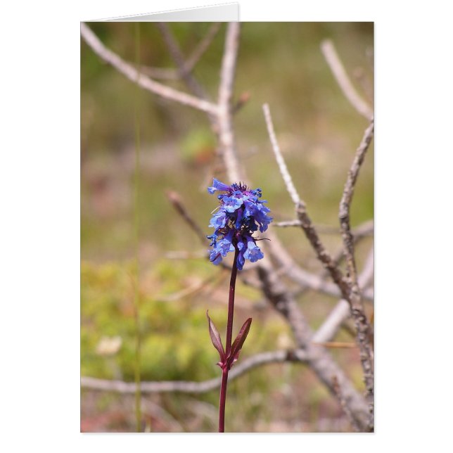 purple flower (Front)