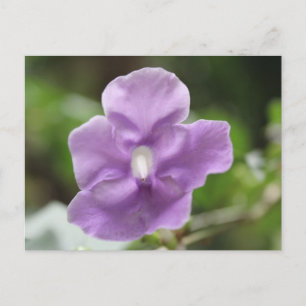 Purple Flower # 3 Postcard