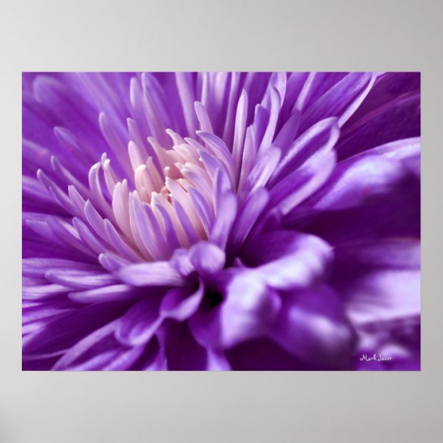 Purple Flower Abstract Poster (Front)