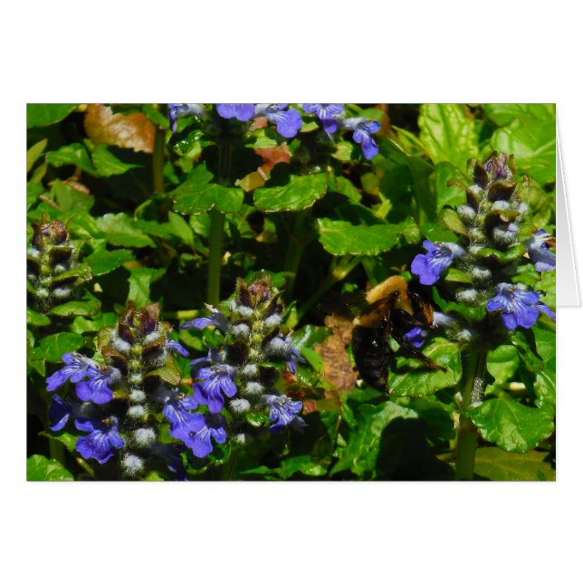 Purple Flower and Bumble Bee (Front Horizontal)