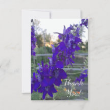 Purple Flower at Sunset