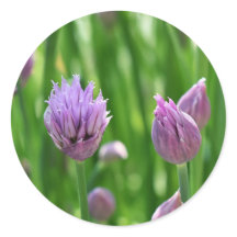 Purple Flower Chives Blossom