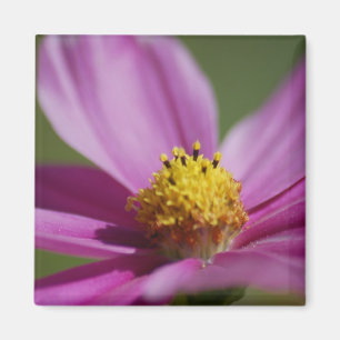 Purple flower magnet