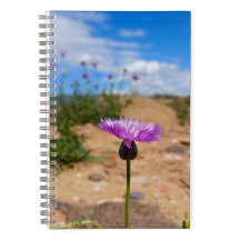 Purple flower of Armenia Summer