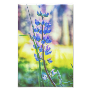 Purple Flower   Photo Print