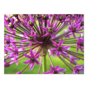 Purple Flower Photography Photo Print