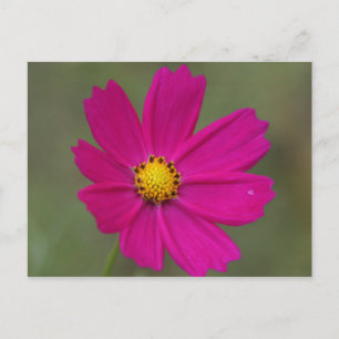 purple flower postcard