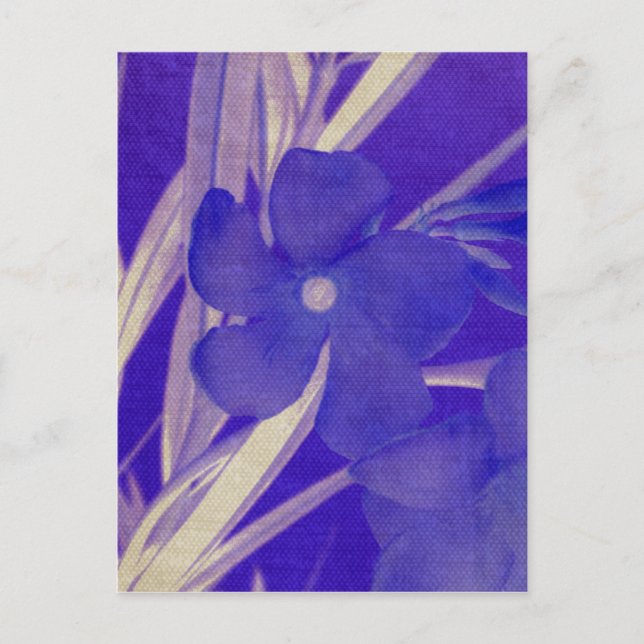 Purple Flower Postcard (Front)