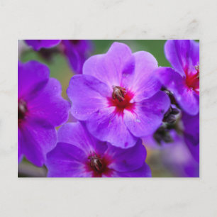 Purple flower postcard