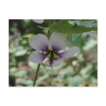 Purple Flower