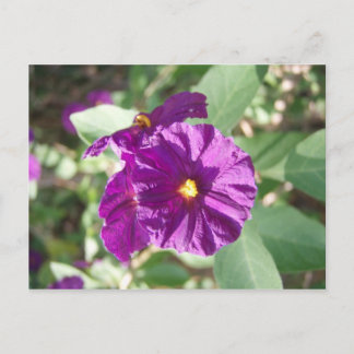 Purple flower postcard